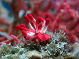 Mactan Cebu Nudibranch 13