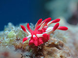 Mactan Cebu Nudibranch 14
