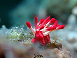 Mactan Cebu Nudibranch 15