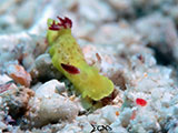 Mactan Cebu Nudibranch 16