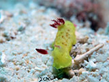Mactan Cebu Nudibranch 17
