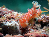 Mactan Cebu Nudibranch 20