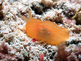 Mactan Cebu Nudibranch 25