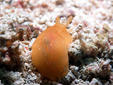 Mactan Cebu Nudibranch 26