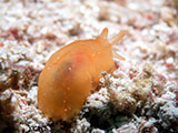 Mactan Cebu Nudibranch 27