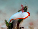 Mactan Cebu Nudibranch 40