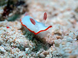 Mactan Cebu Nudibranch 42