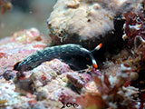 Mactan Cebu Sea Slug 1