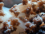 Mactan Cebu Soft Coral Shrimp