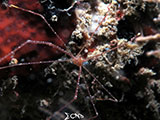 Mactan Cebu Spider Squat Lobster 1