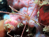 Mactan Cebu Spider Squat Lobster 3