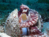 Mactan Cebu Coconut Octopus 1