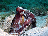 Mactan Cebu Coconut Octopus 10