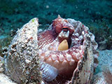 Mactan Cebu Coconut Octopus 2