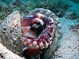 Mactan Cebu Coconut Octopus 3