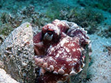 Mactan Cebu Coconut Octopus 4