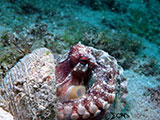 Mactan Cebu Coconut Octopus 5