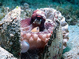 Mactan Cebu Coconut Octopus 6
