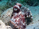Mactan Cebu Coconut Octopus 7