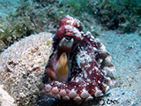 Mactan Cebu Coconut Octopus 8