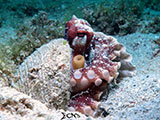 Mactan Cebu Coconut Octopus 9