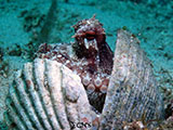 Mactan Cebu Coconut Octopus