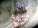 Mactan Cebu Harlequin Shrimp 1