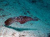 Mactan Cebu Pipefish 1
