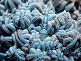 Mactan Cebu Soft Coral Shrimp 1
