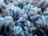 Mactan Cebu Soft Coral Shrimp 2