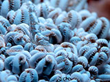 Mactan Cebu Soft Coral Shrimp 3