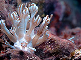 Mactan Cebu Soft Coral Shrimp 4