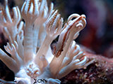 Mactan Cebu Soft Coral Shrimp 5