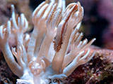 Mactan Cebu Soft Coral Shrimp 6