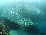 Moalboal School of Sardines 16