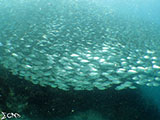 Moalboal School of Sardines 17