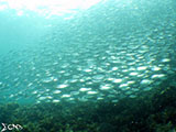 Moalboal School of Sardines 18