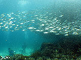 Moalboal School of Sardines 25