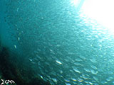 Moalboal School of Sardines 28