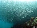 Moalboal School of Sardines 31