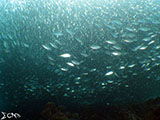 Moalboal School of Sardines 34