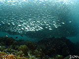Moalboal School of Sardines 40