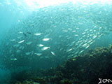 Moalboal School of Sardines 8