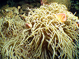 Moalboal Clownfish 2