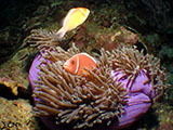 Moalboal Clownfish