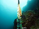 Moalboal Goby 1