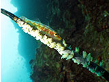 Moalboal Goby 3