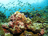 Moalboal Reef 10