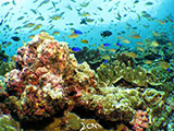 Moalboal Reef 11