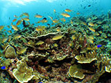 Moalboal Reef 13